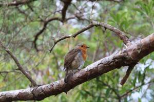 Amandine LAMRI - LAMRI